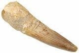 Fossil Spinosaurus Tooth - Real Dinosaur Tooth #239257-1